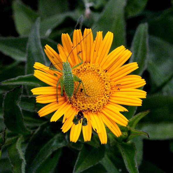 Perchtoldsdorf - gelbe Blume mit Heuschreck