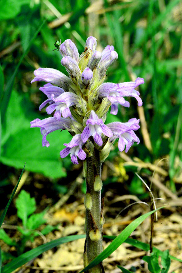 Perchtoldsdorf - blauviolette Sommerwurz