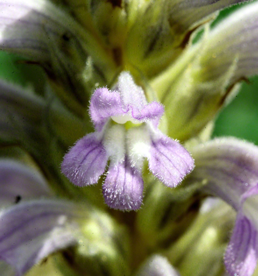 Perchtoldsdorf - blauviolette Sommerwurz