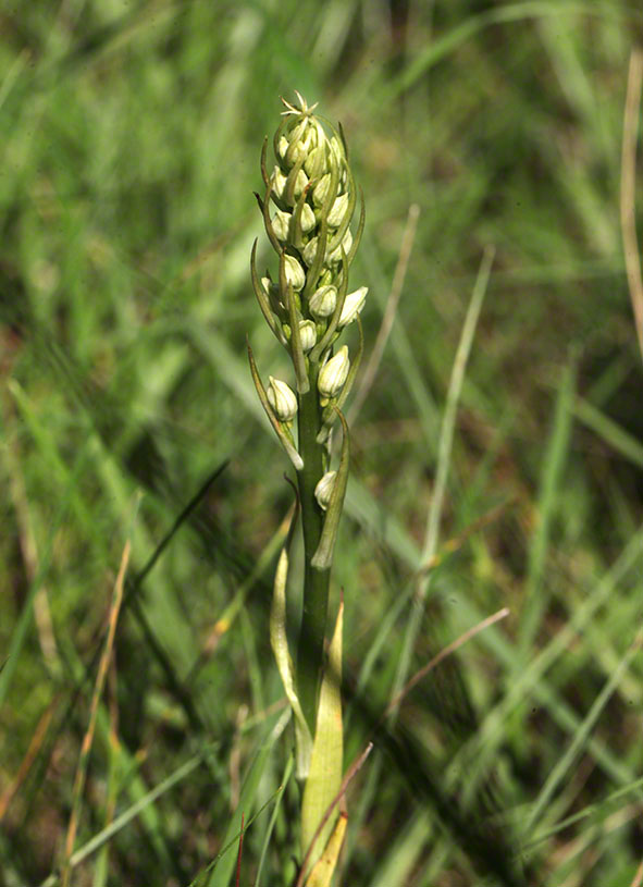 Perchtoldsdorf - Orchideenknospen