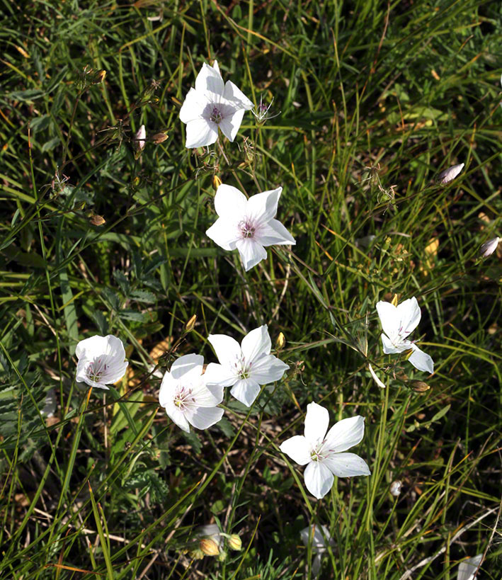 Perchtoldsdorf - Weiße Blüten