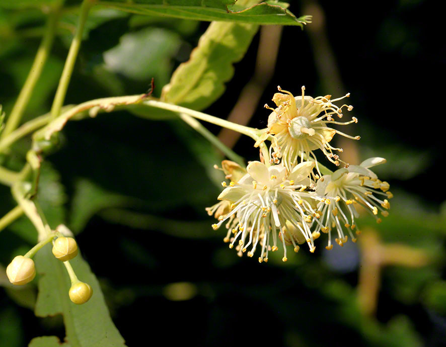 Perchtoldsdorf - Lindenblüte