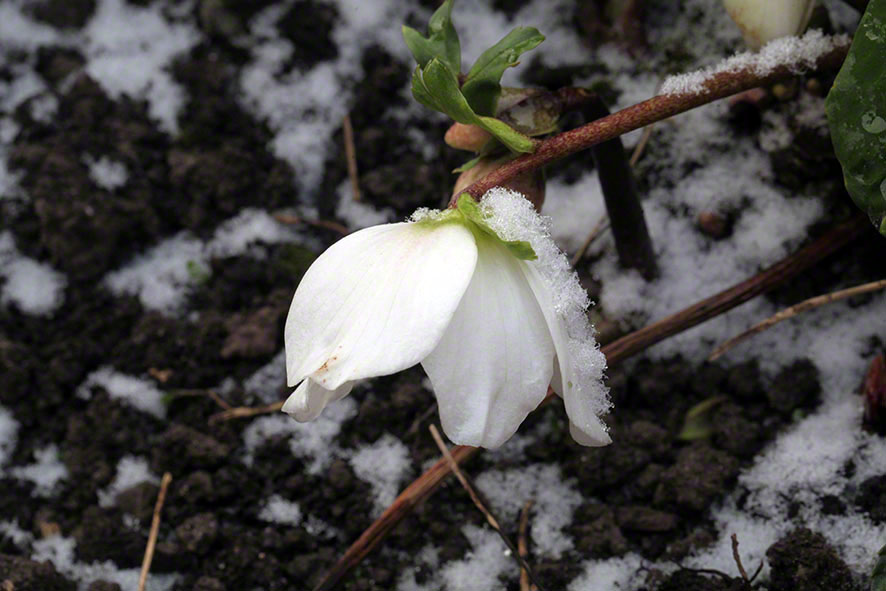 Schneerose - helleborus niger