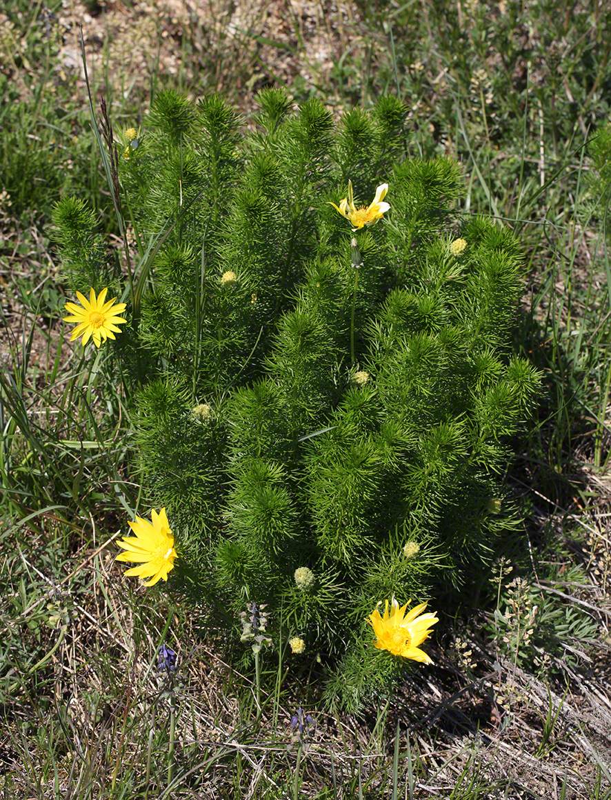 Frühlingsadonis Fruchtstand