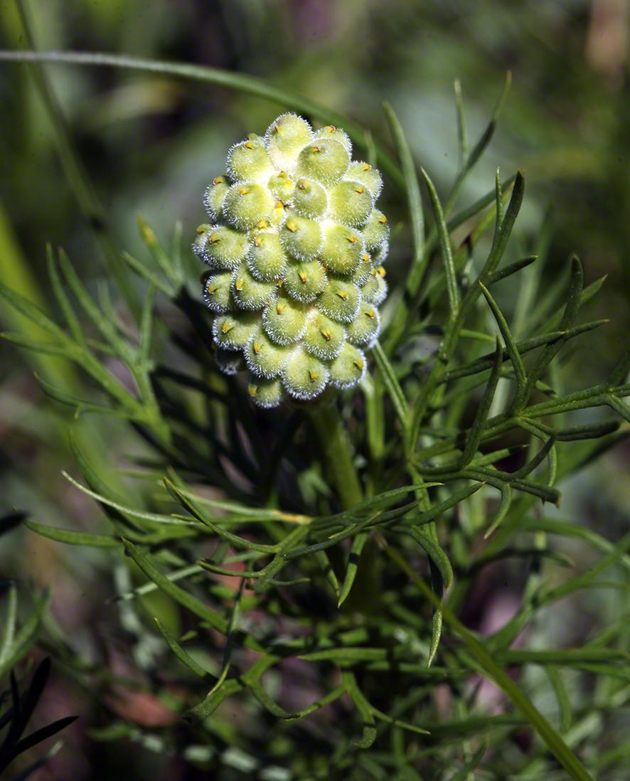 Frühlingsadonis Fruchtstand