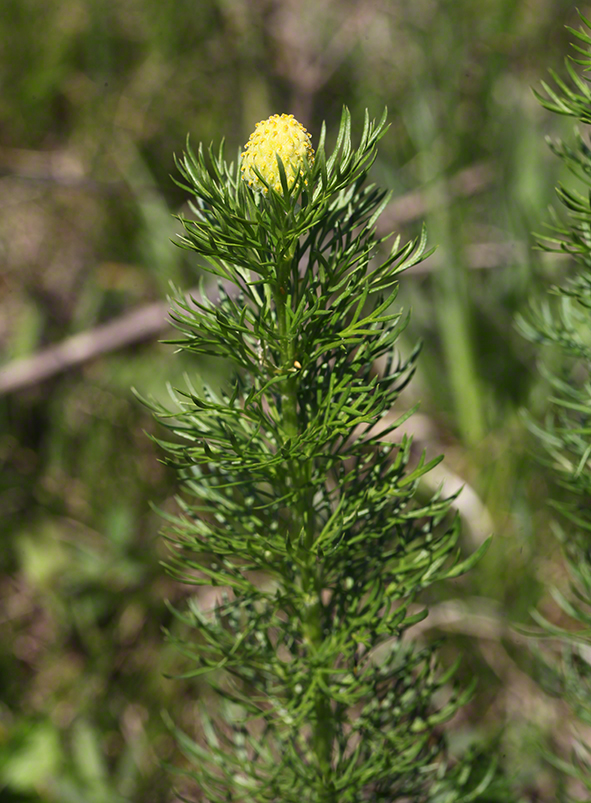 Frühlingsadonis Fruchtstand