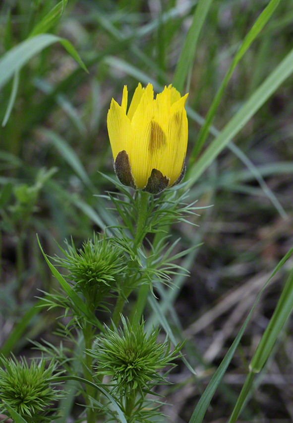 Frühlingsadonis Knospe