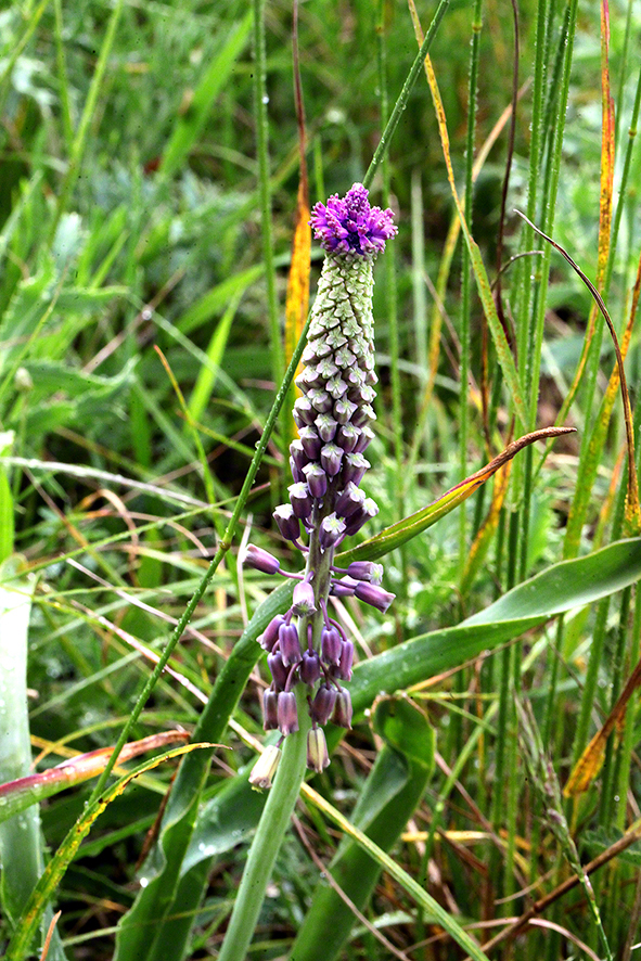 Auflösung zum Rätselbild vom Mai 2016:

Fruchtstand des Frühlingsadonisröschens
(Adonis vernalis)

Die leuchtendgelben Blüten dieser Blume und vereinzelte Fruchtstände findet man im April häufig auf Trockenrasen-Gebieten wie der Perchtoldsdorfer Heide (dort habe ich die Pflanze auch noch Anfang Mai gesehen, allerdings schon mehr Fruchtstände als Blüten). Auch auf dem Eichkogel kann man das Adonisröschen im Frühling bewundern.


    

Das Detail (links) wurde dem Bild rechts entnommen.






Adonisröschen, Blüten und Fruchtstände.



Eine Knospe (24. April 2016)



Und die Blüten in voller Pracht (24. April 2016)



Fotos: Copyright Dr. Waltraud Neuwirth, Wien


ZUR RÄTSELSEITE MIT VIELEN RÄTSELN AUS FRÜHEREN JAHREN KOMMEN SIE HIER

VIELE MEINER WIENERWALD-WANDERUNGEN FINDEN SIE HIER

Danke für Ihr Interesse an meiner Website! Wenn Sie meine aktuellen Nachrichten erhalten wollen, schreiben Sie mir bitte unter:

waltraud.neuwirth1@chello.at

