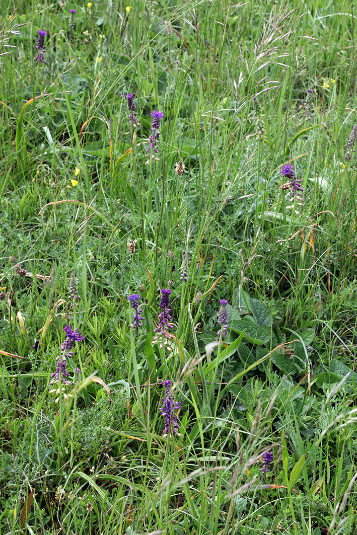 Schmalblütige Traubenhyazinthe