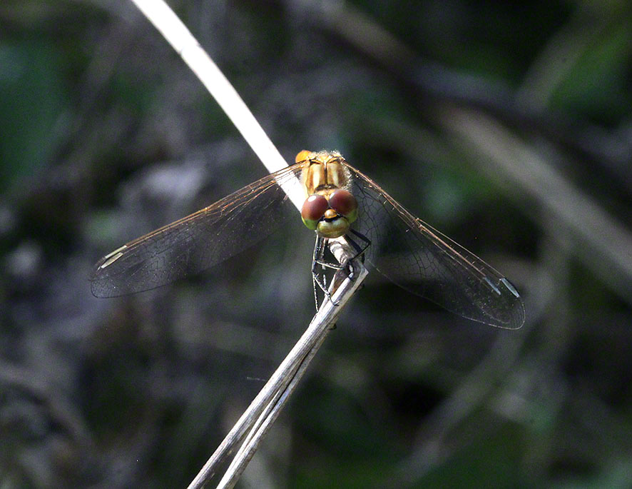 Libelle in der Lobau