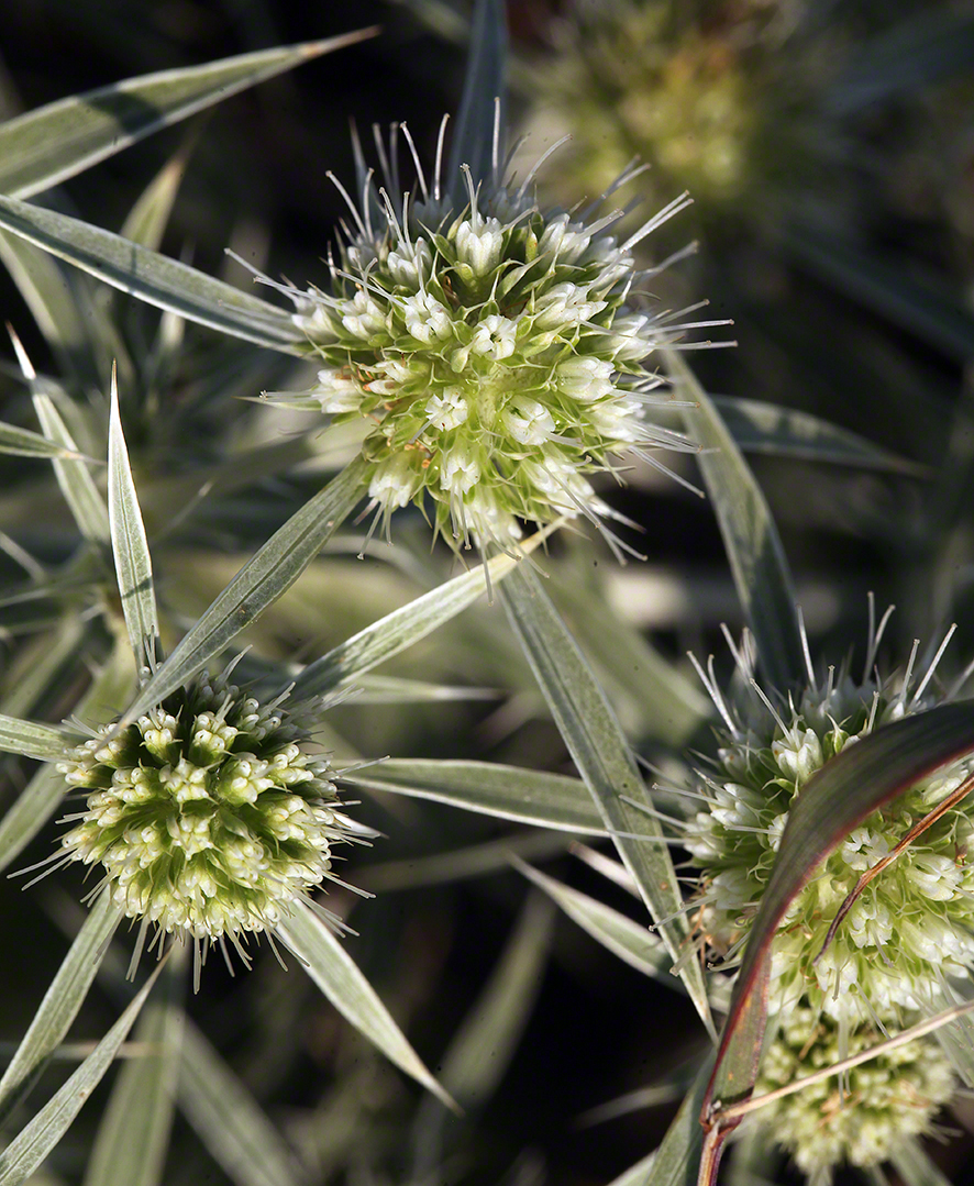Mannstreu (Eryngium)