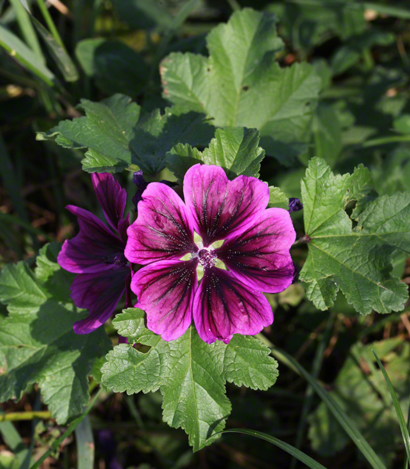 Malva silvestris