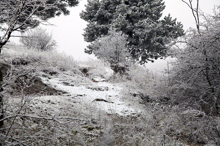 Perchtoldsdorfer Heide