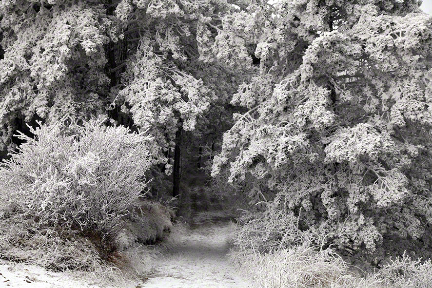 Perchtoldsdorfer Heide