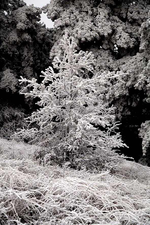 Perchtoldsdorfer Heide