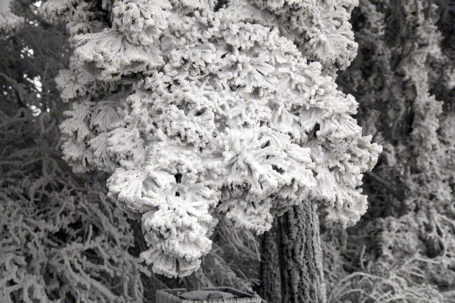 Perchtoldsdorfer Heide