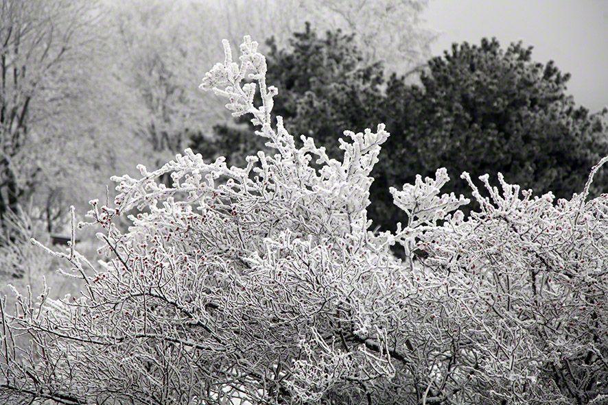 Perchtoldsdorfer Heide