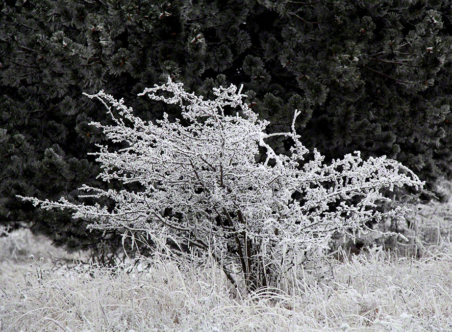 Perchtoldsdorfer Heide