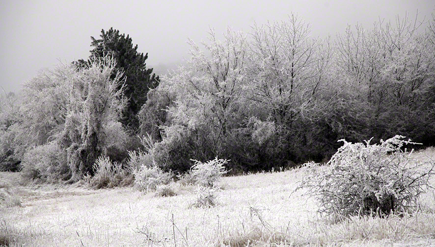 Perchtoldsdorfer Heide