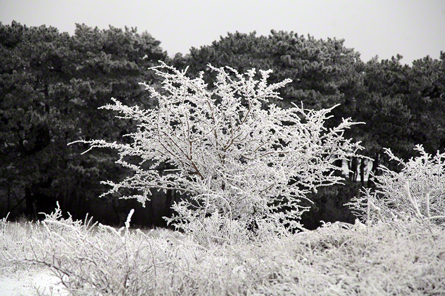 Perchtoldsdorfer Heide