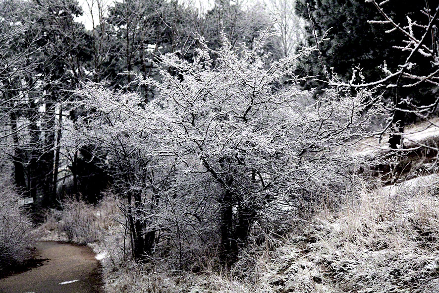 Perchtoldsdorfer Heide
