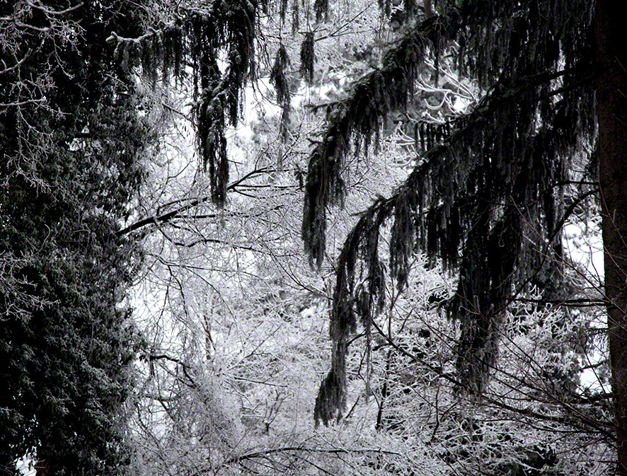 Perchtoldsdorfer Heide