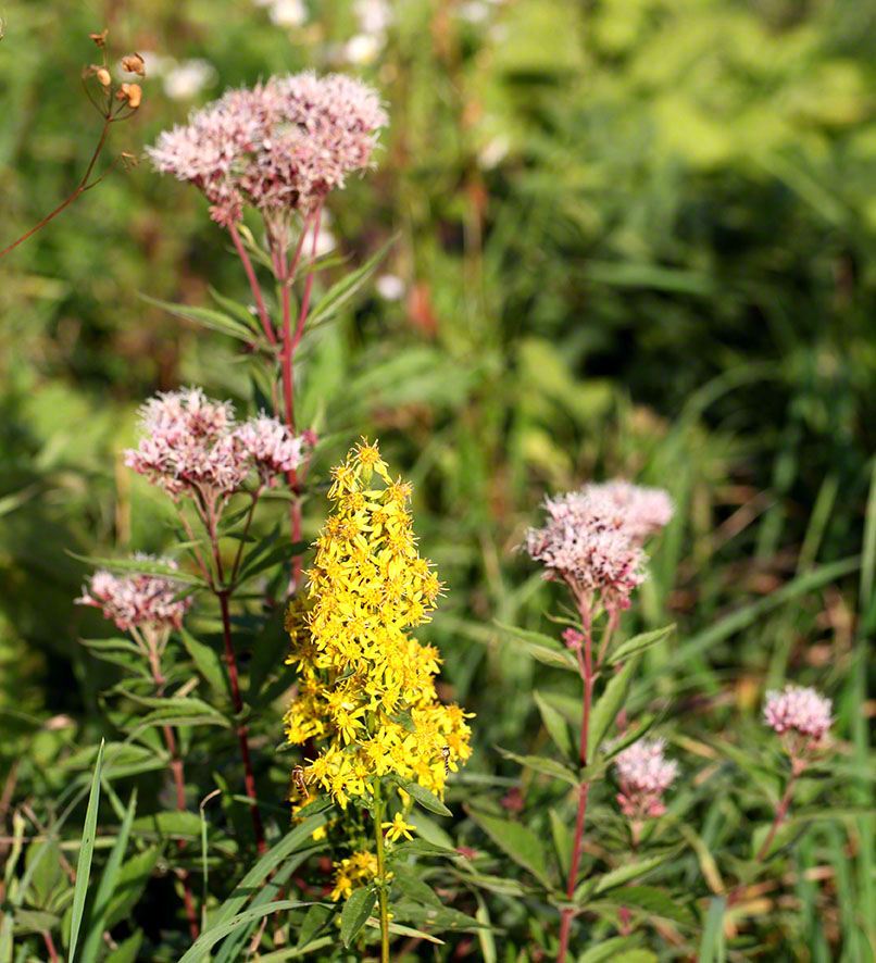 Echte Goldrute, Wasserdost