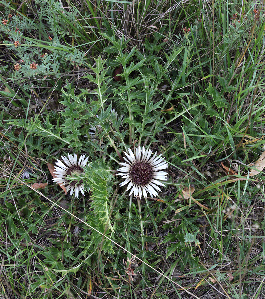 Distel Lobau 2017-08
