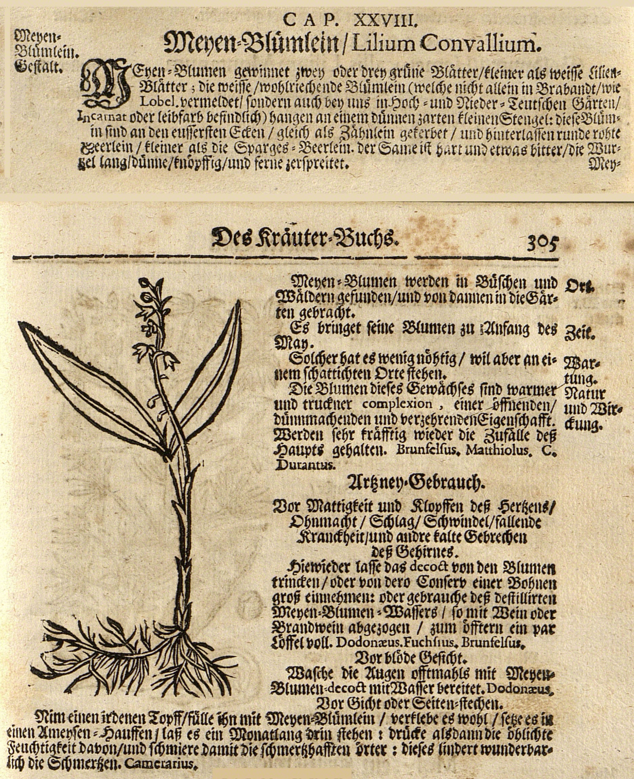 Maiglöckchen - Convallaria majalis