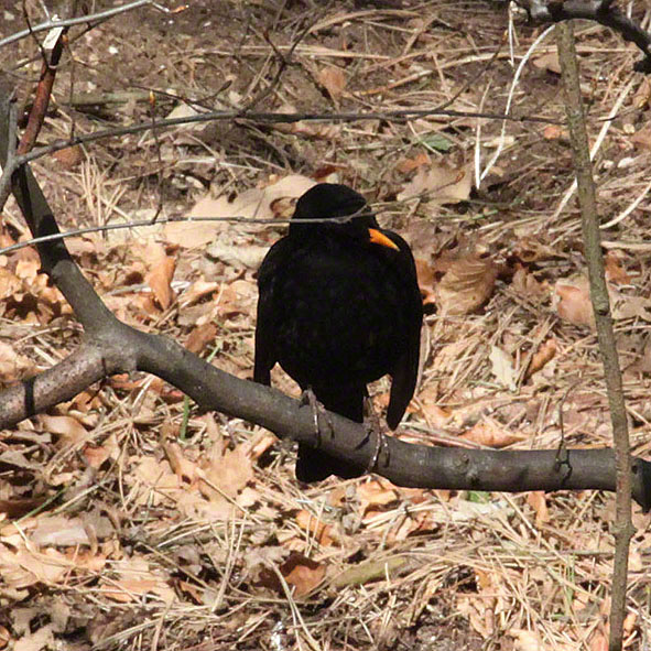 Teich im Wald, Amsel