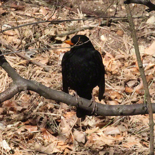 Teich im Wald, Amsel