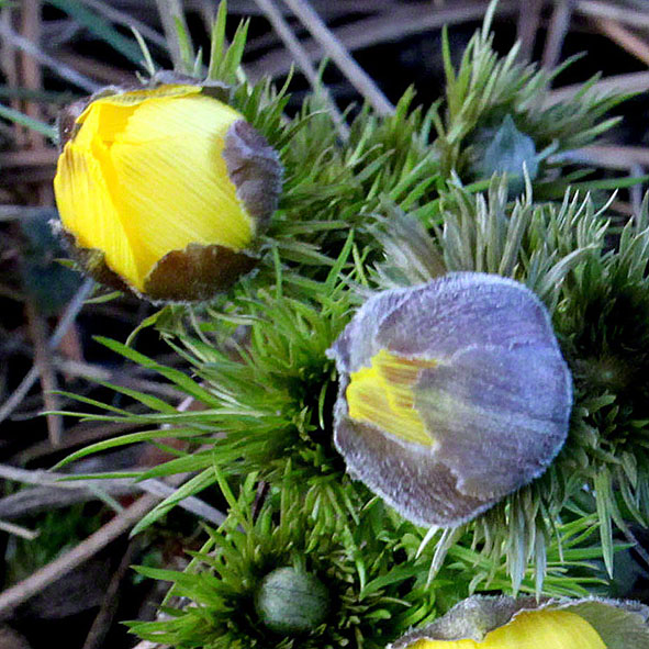 Frühlingsadonisröschen