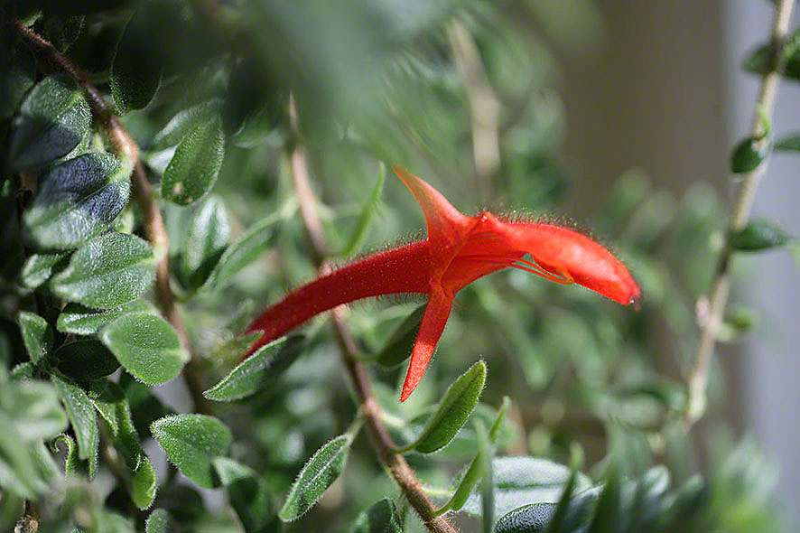 Columnea gloriosa