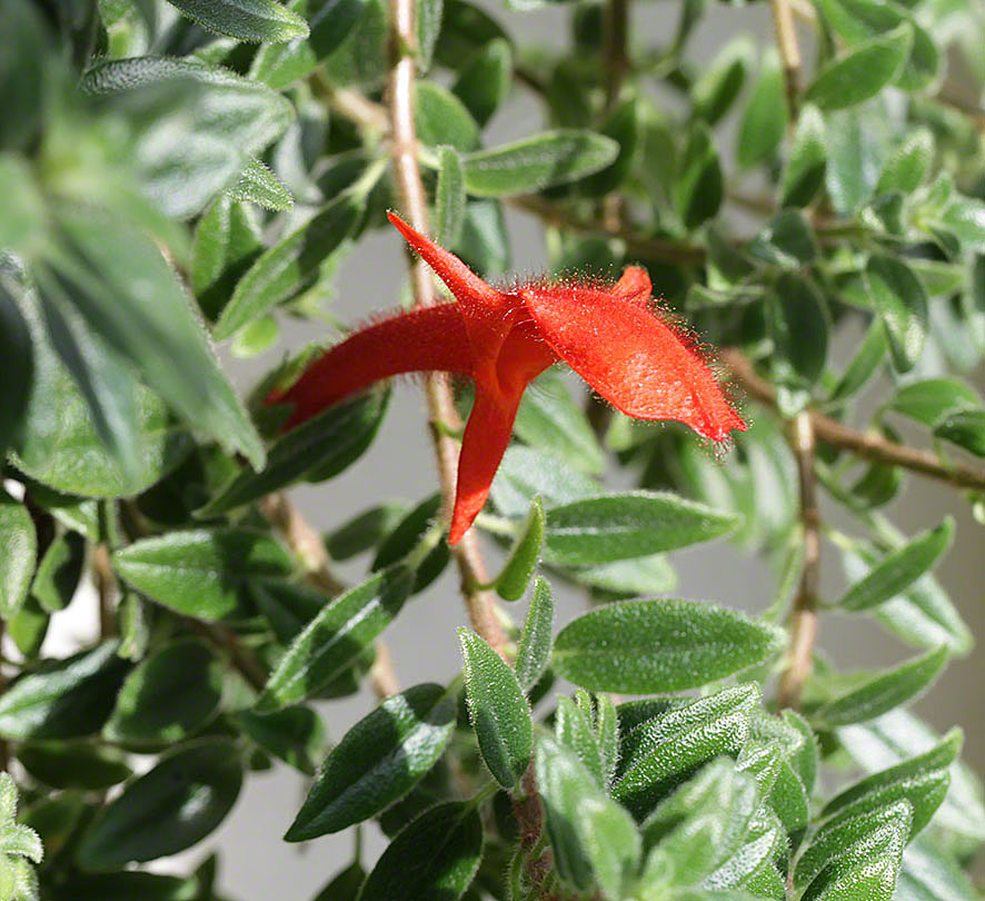 Columnea gloriosa