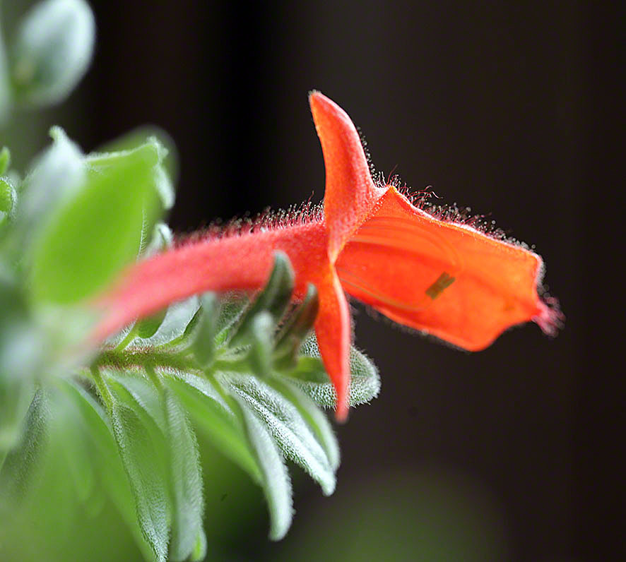 Columnea gloriosa