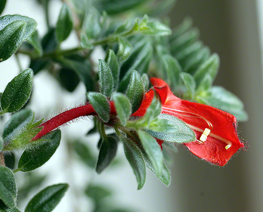Columnea gloriosa