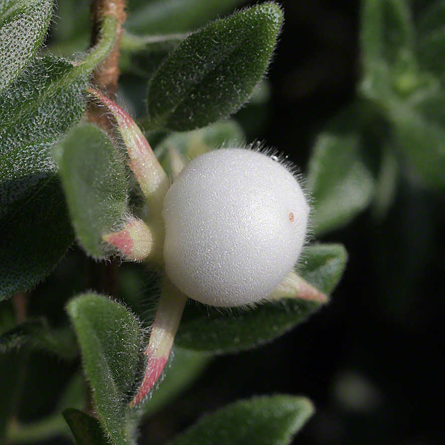 Columnea gloriosa, Frucht