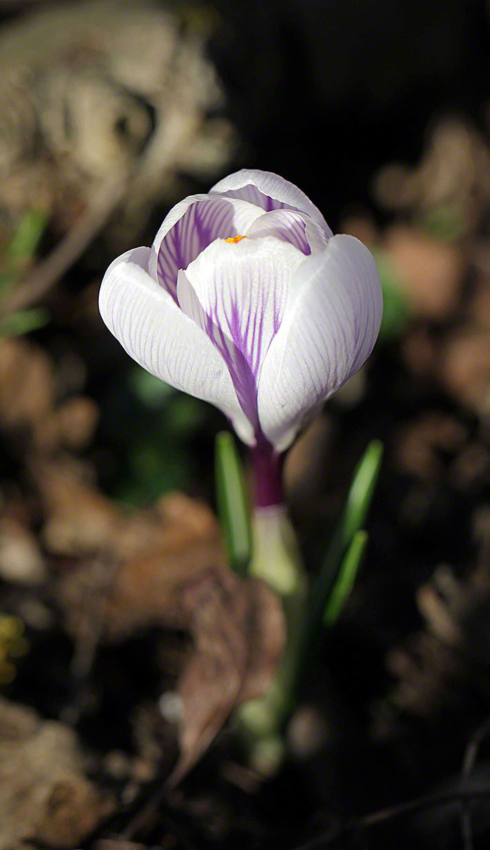 Raetsel 2018-3-Crocus