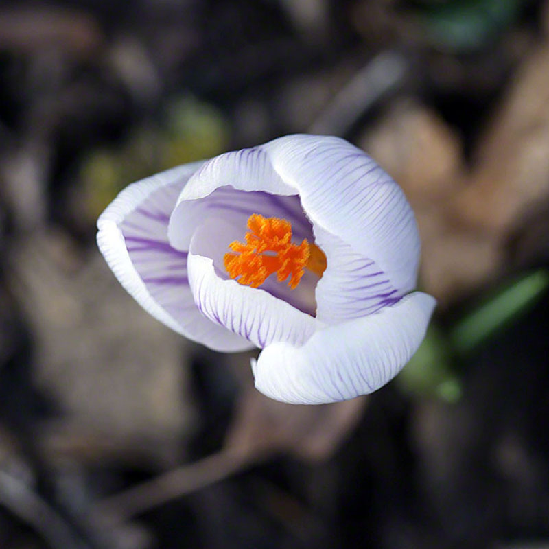 Raetsel 2018-3-Crocus