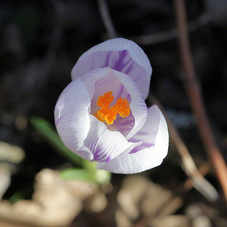 Krokus