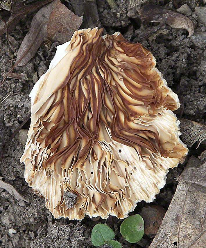 Birkenblättling - Lenzites betulina