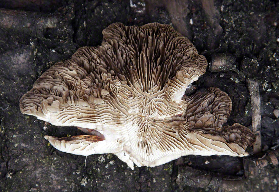 Birkenblättling - Lenzites betulina