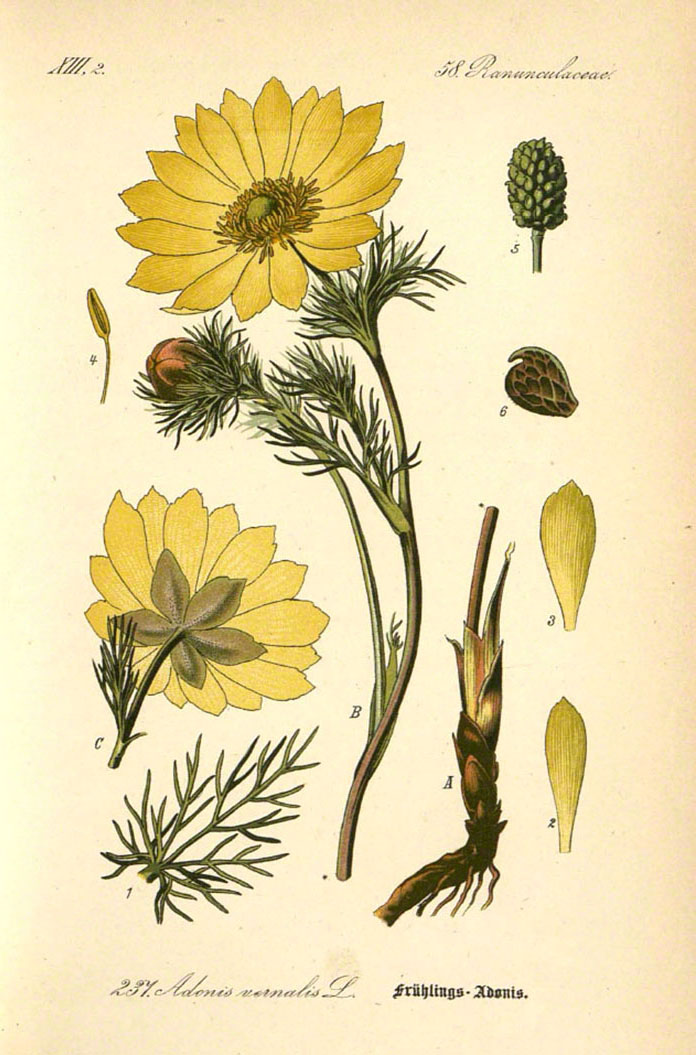 Adonis vernalis