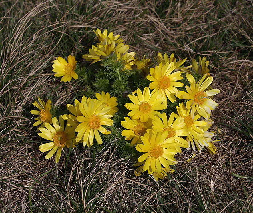 Adonis vernalis