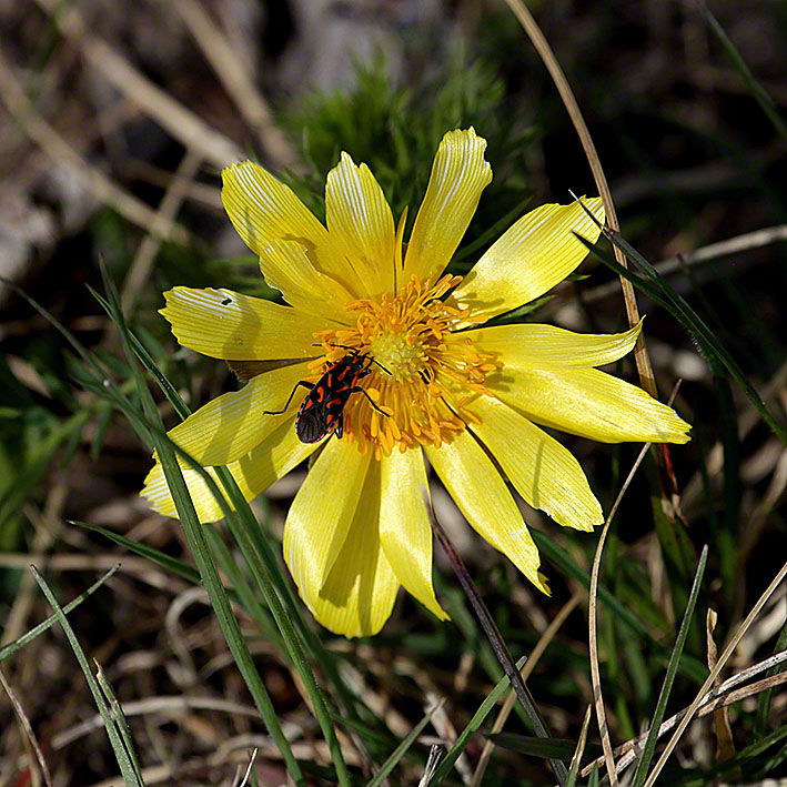 Adonis vernalis