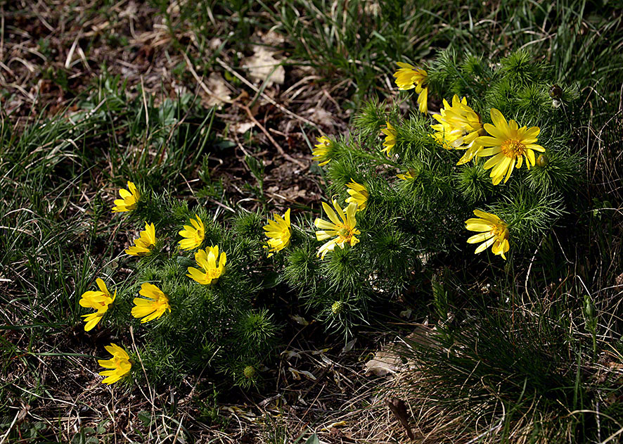 Adonis vernalis