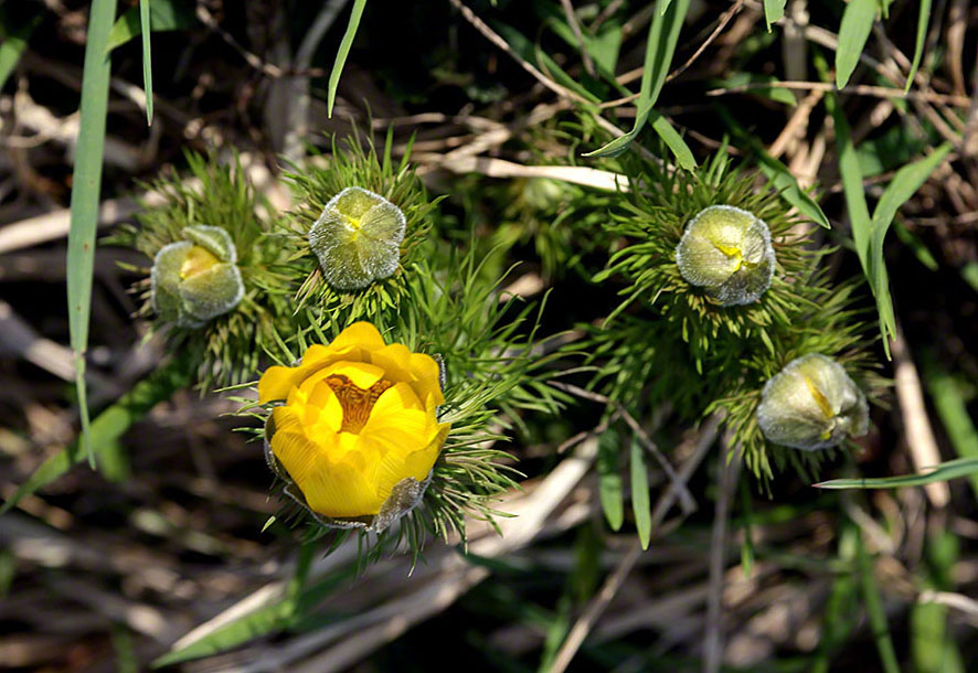 Adonis vernalis