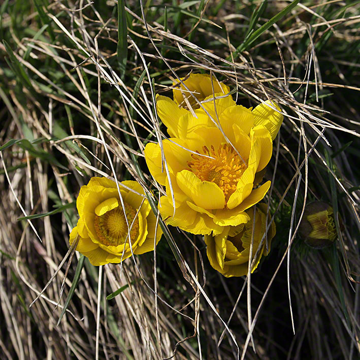 Adonis vernalis