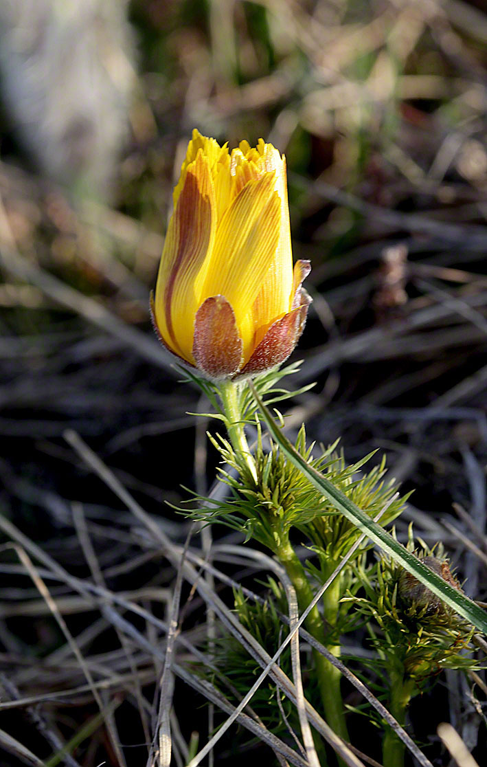 Adonis vernalis