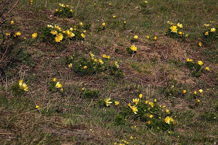 Adonis vernalis